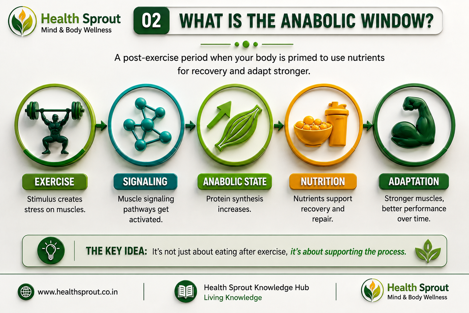 What is the anabolic window