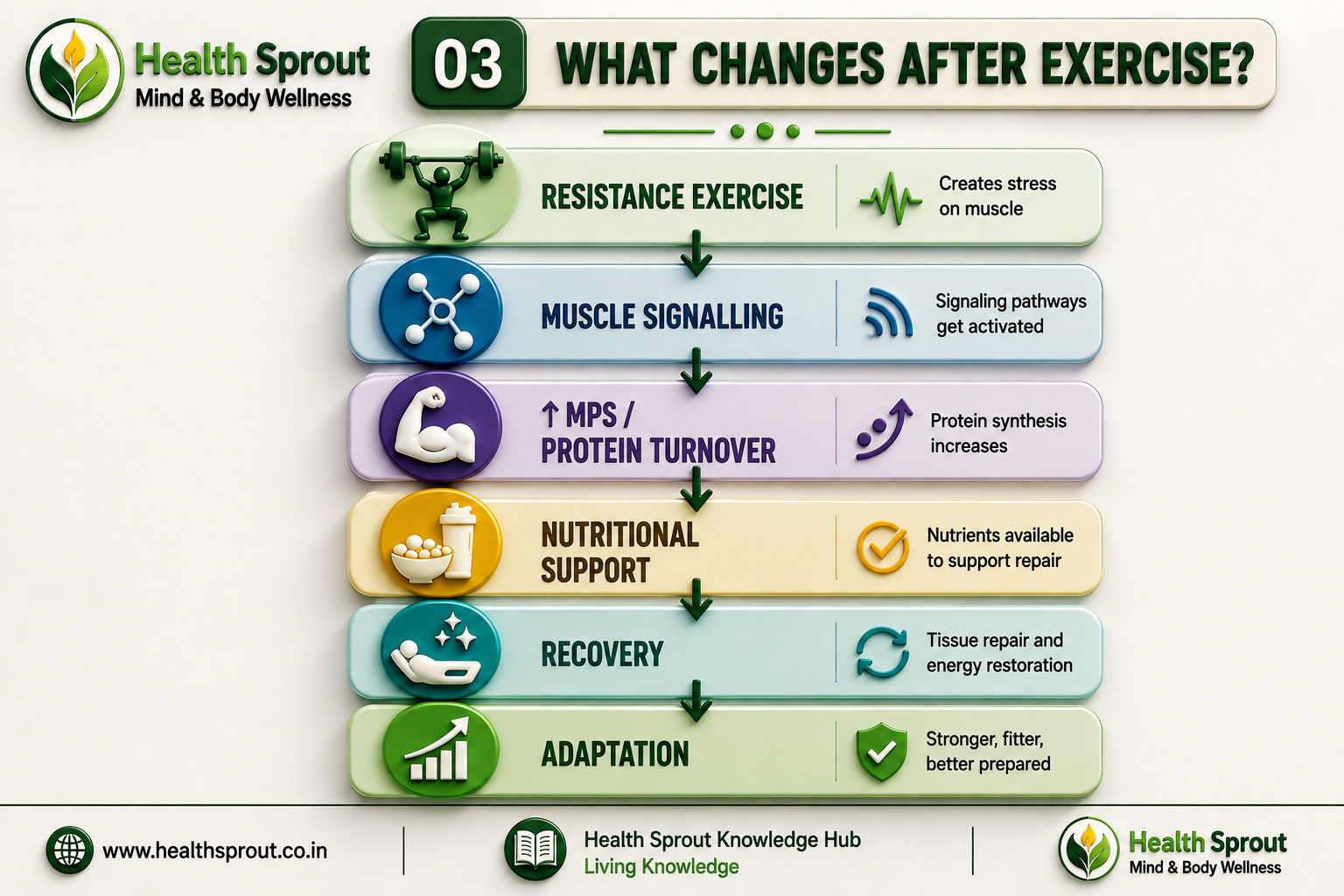 What changes after resistance exercise