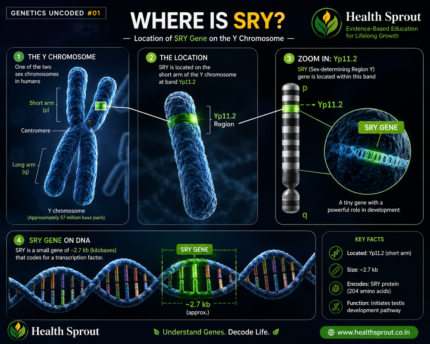 Where is SRY on the Y chromosome