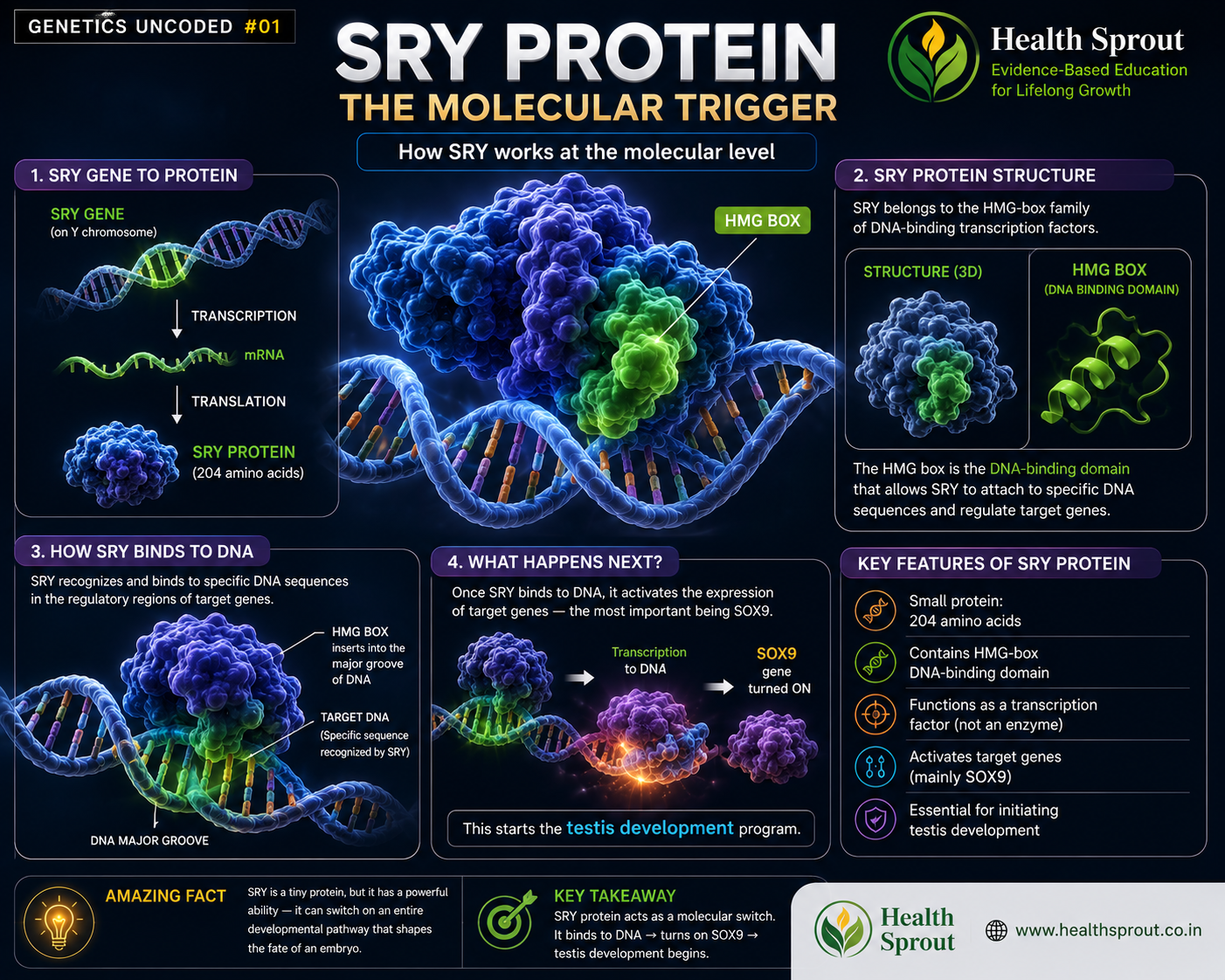 SRY protein and HMG box