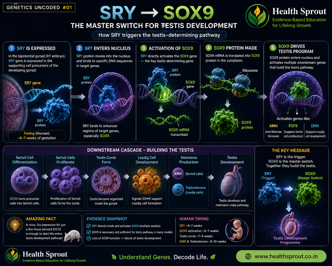 SRY to SOX9 pathway