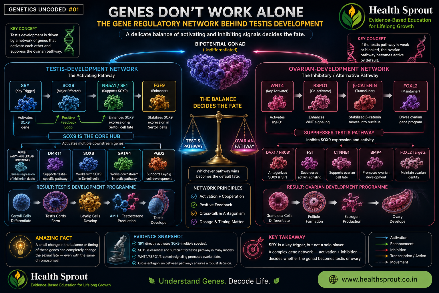 Genes do not work alone in gonad development