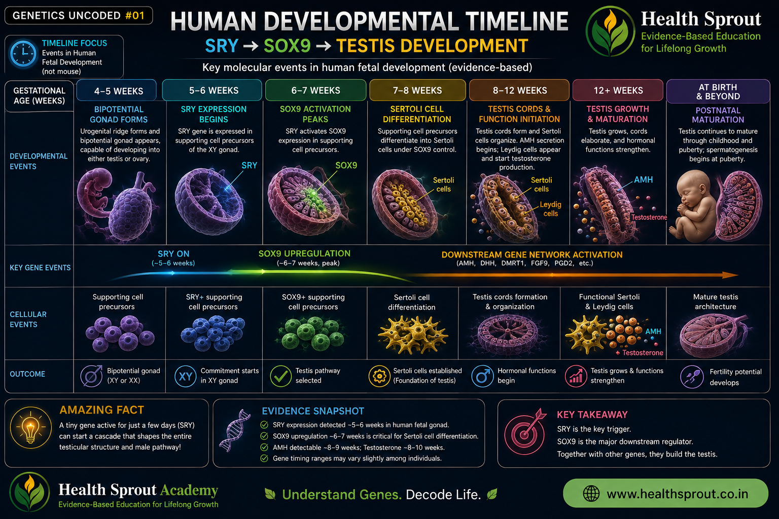 Human developmental timeline