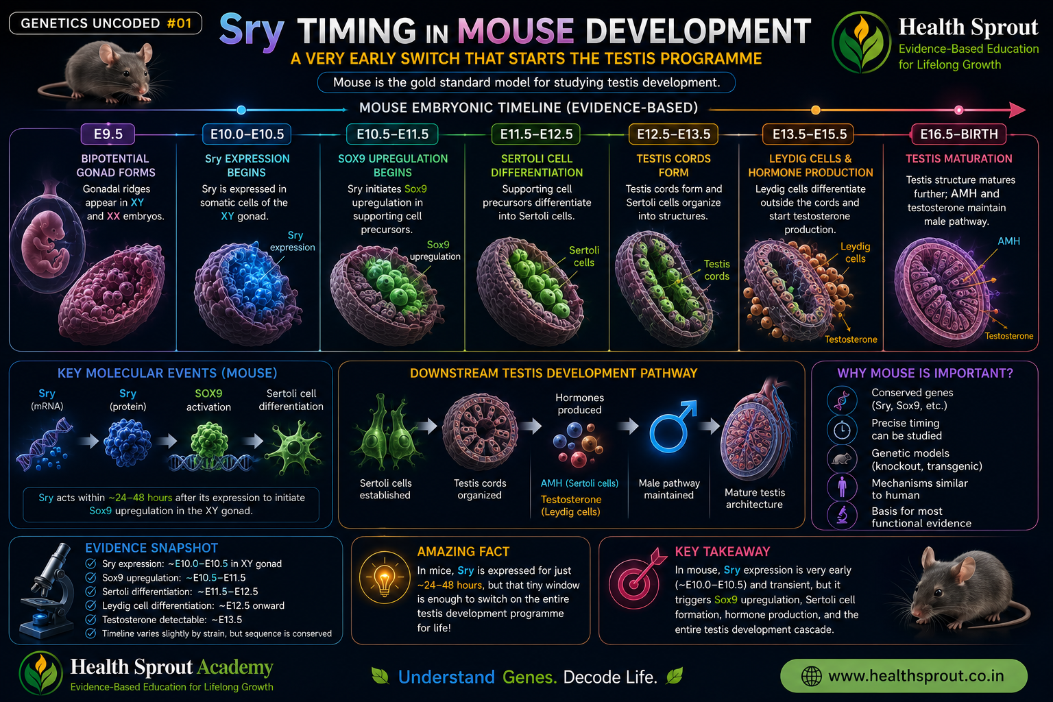 Mouse Sry timing