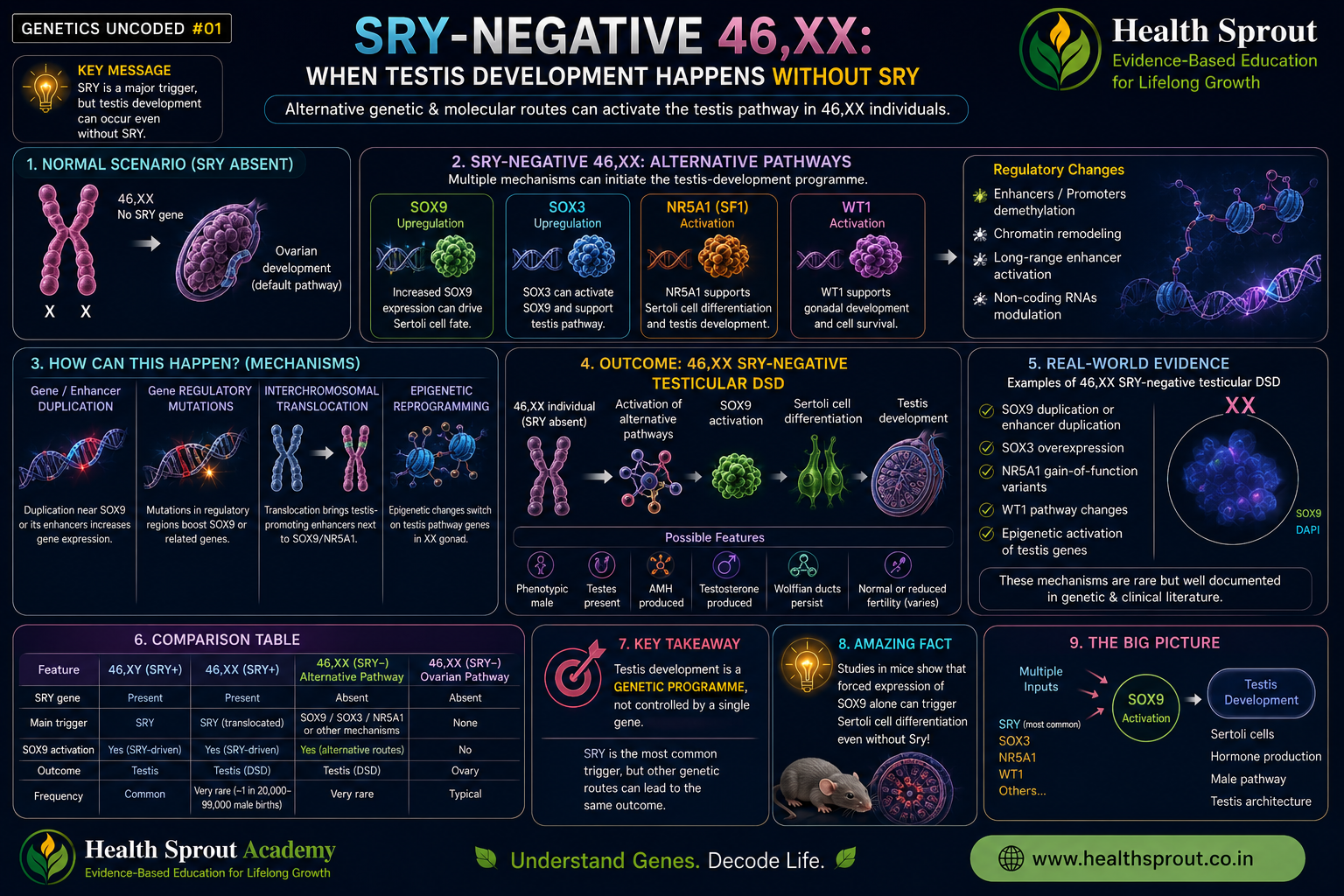 SRY-negative 46,XX alternative testis pathways