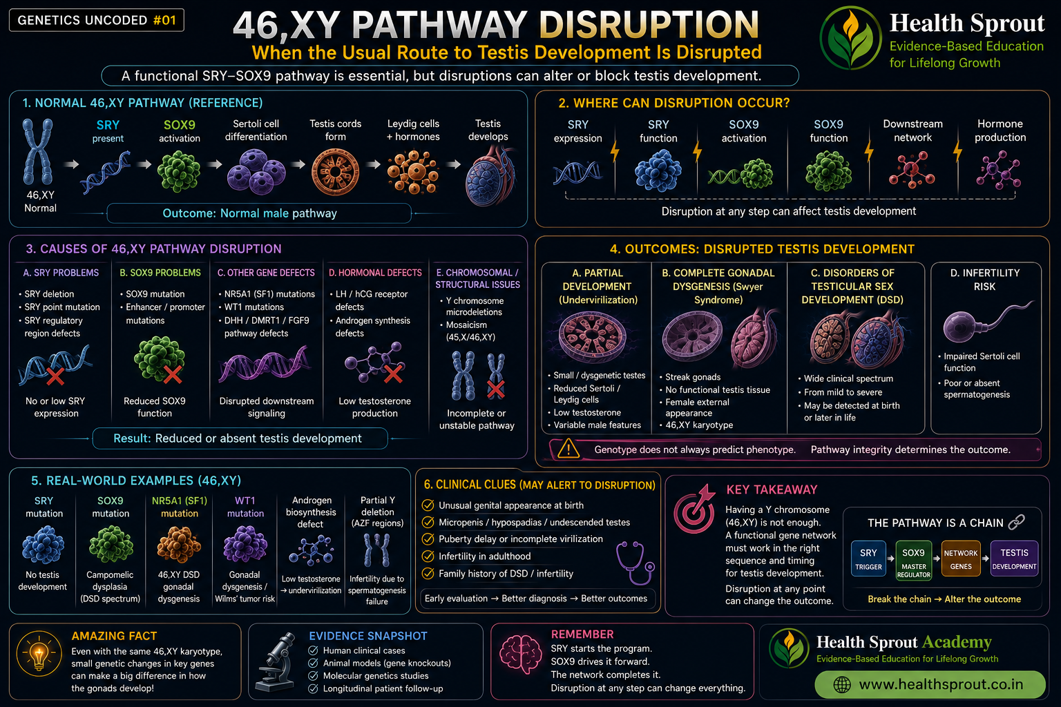 46,XY pathway disruption