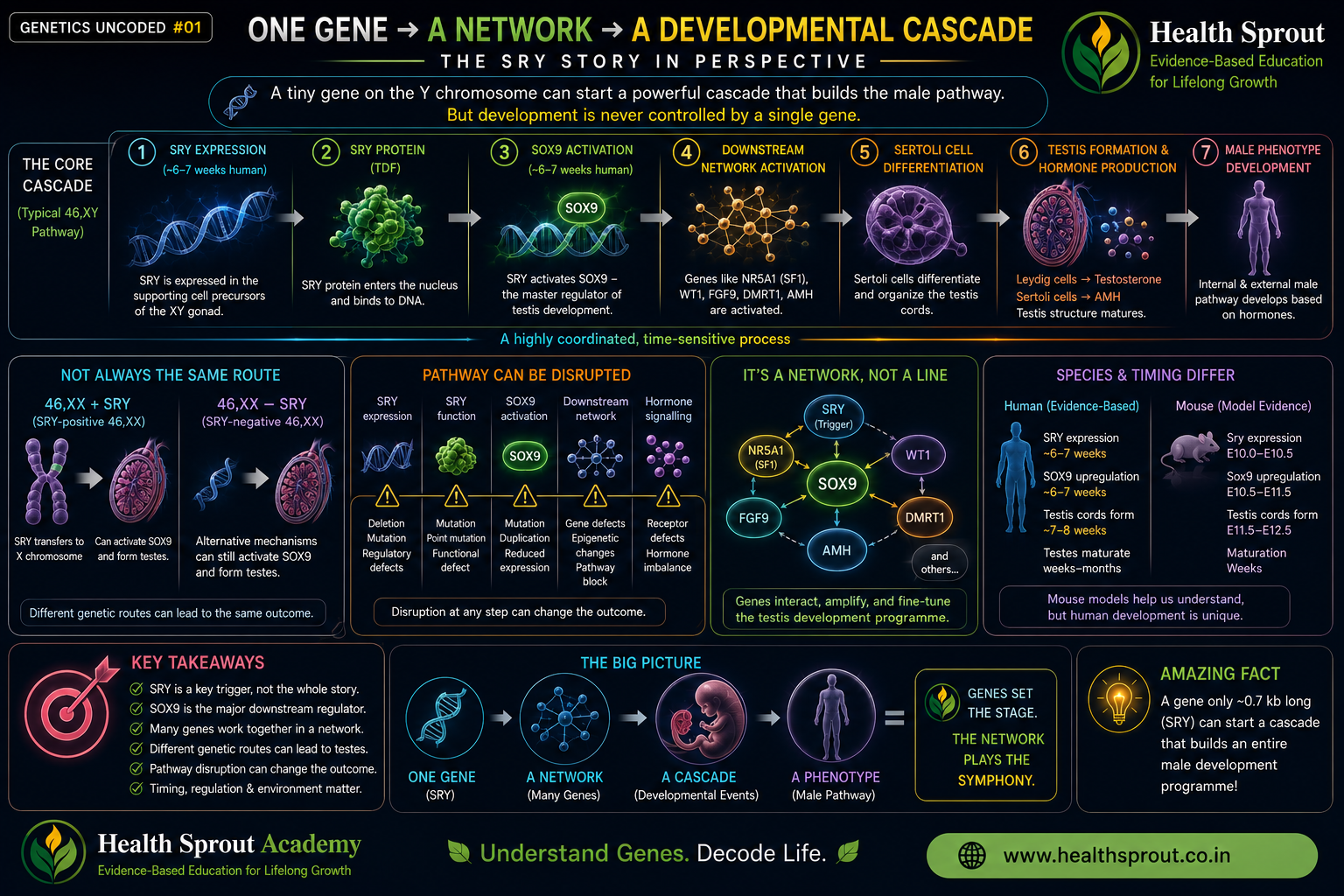 One gene, a network and a developmental cascade