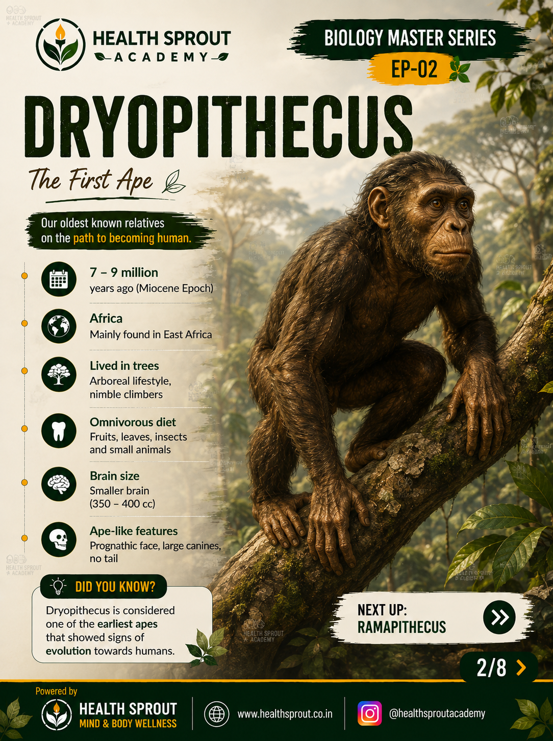 Dryopithecus — Health Sprout Academy Biology Master Series