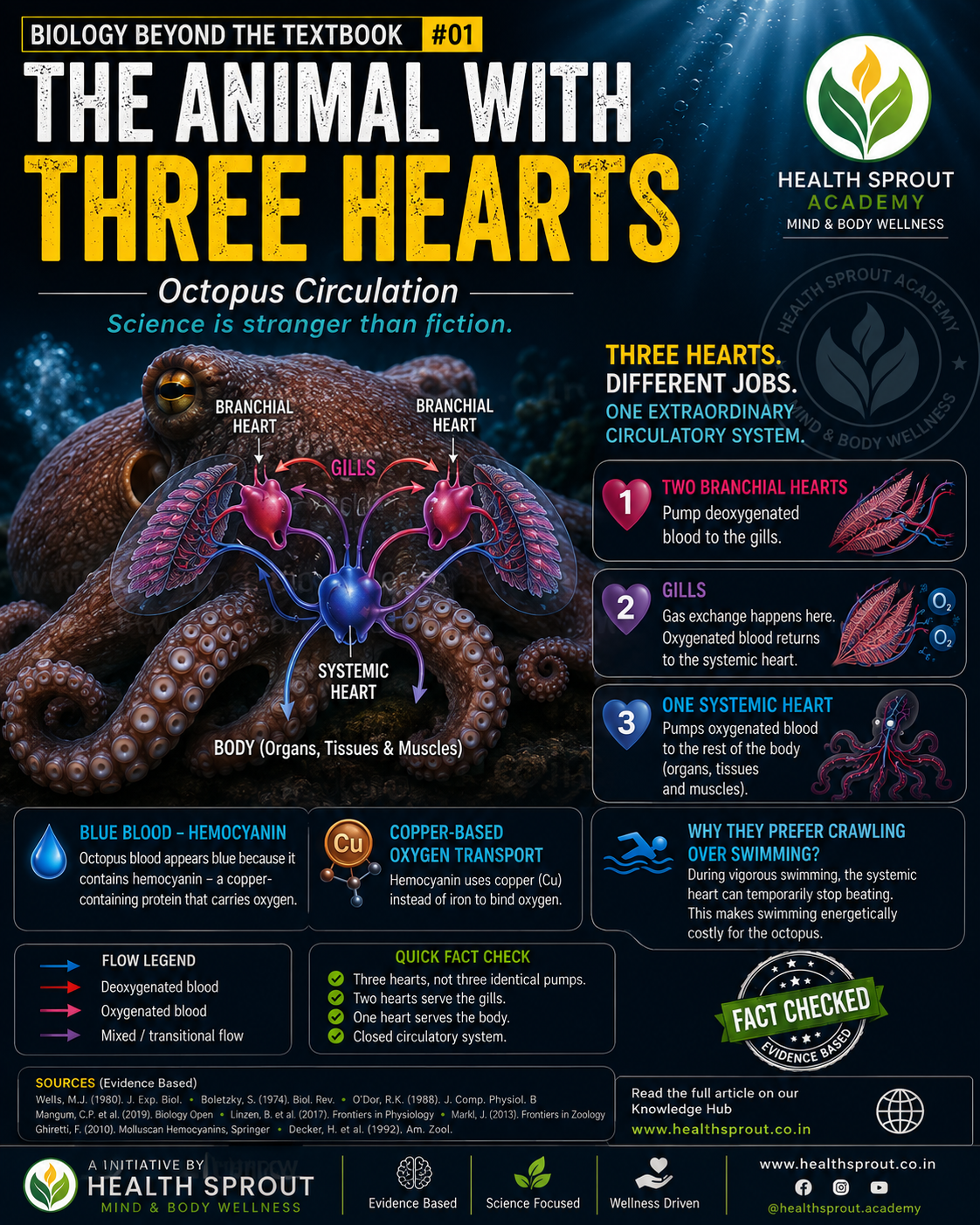 Octopus circulation visual showing the three hearts, gills and body flow