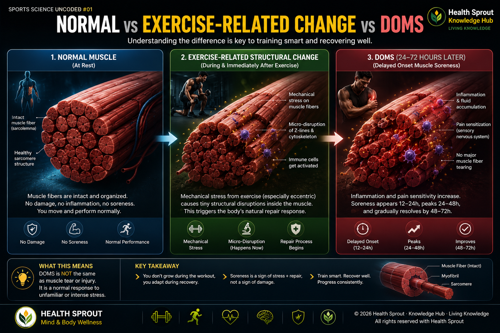 Normal muscle, exercise-related structural change and delayed onset muscle soreness compared visually