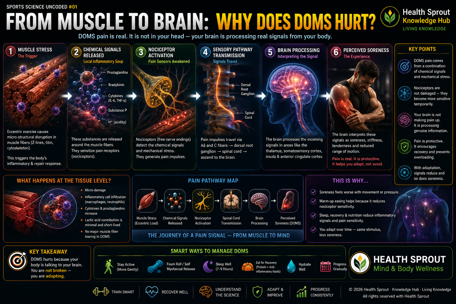 Conceptual pathway from muscle signals through nociceptors to perceived soreness